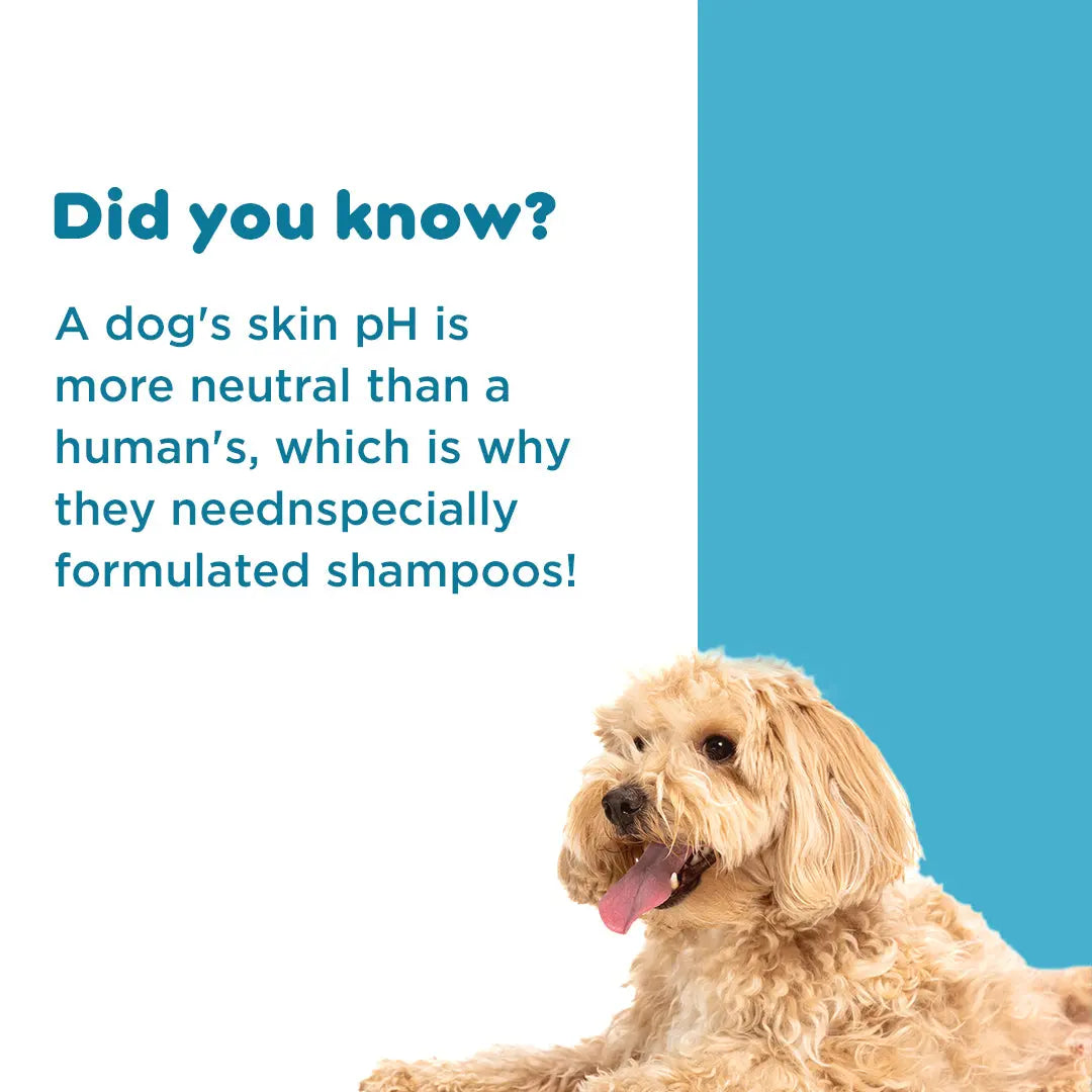 Dermopil Pet Anti-Itch Shampoo PIL