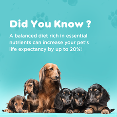 Calpil Pet Syrup
