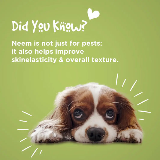 Neem Plus Pet Shampoo PIL