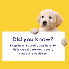 Pil Pet Dentagel