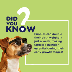 Smart Pet Syrup PIL